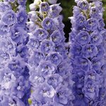 Lavender White Bee B 27.04