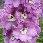 Lilac Pink White Bee B 27.05 