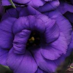 1 Purple P33.03 