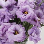 2 Lavender P33.10 