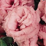 2 Rose P33.14 