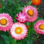 7440 Rose Нет в наличии