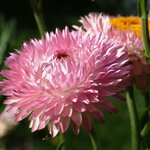 7450 Silvery Rose