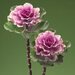 Капуста декоративная (Брассика) Flare Rose