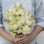 Ivory S11-04 нет в наличии