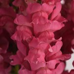 Dark pink P 36.13