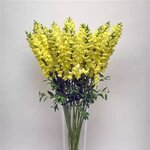 Early Yellow P 36.05