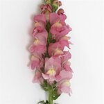 Pink P 36.14 