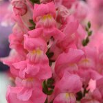 Rose Shades P 68-03 нет в наличии