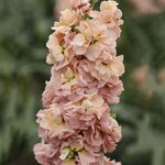 Apricot P89-4
