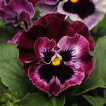 Raspberry P14.06 