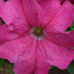 Rose H01-06