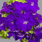 Blue H01-08