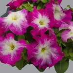 Rose morn H01-10