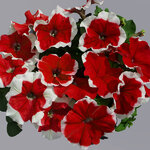 Red picotee H01-15 