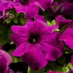 Deep Purple H01-18