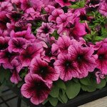 Plum H01-19