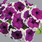 Violet Picotee H01-22