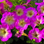 Rose Morn S7-02