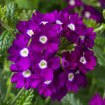 Purple shades with eye  S 2-03 нет в наличии