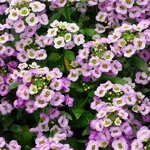 Lavender shades P61.01