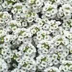 White P61.04