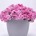 Pink Light P9.11