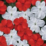 Red White Mix P9.03