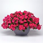 Rose P9.06