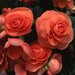 Бегония клубневая Америгибрид Roseform