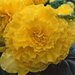 Бегония клубневая Америгибрид Ruffled, F1