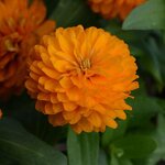 Bright orange P71-06