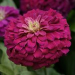 Purple -  нет в наличии