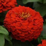 Scarlet -  нет в наличии