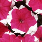 Rose Picotee P 17.17