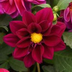 Violet Shades P5.04 