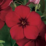 Crimson P 26.09 