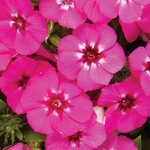 Pink P 26.11 