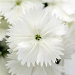 White P6.10