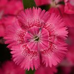 True Rose P6.08