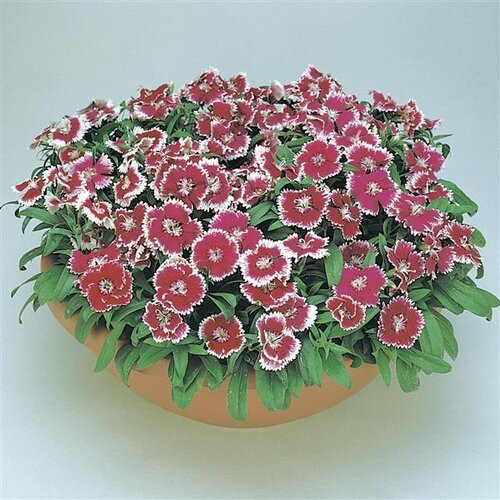 Гвоздика Floral Lace™