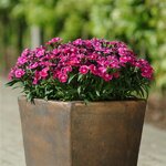 Violet P60.05