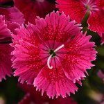 Raspberry P60.02