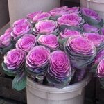 Pink T5-03  нет в наличии