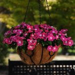 Rose Halo P 391.02