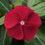 Cranberry P39-06 нет в наличии