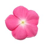 Rose Halo P39.08