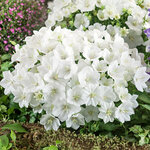 White P65.02