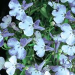 Blue Splash P100.03