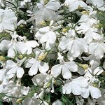 White P100.09 